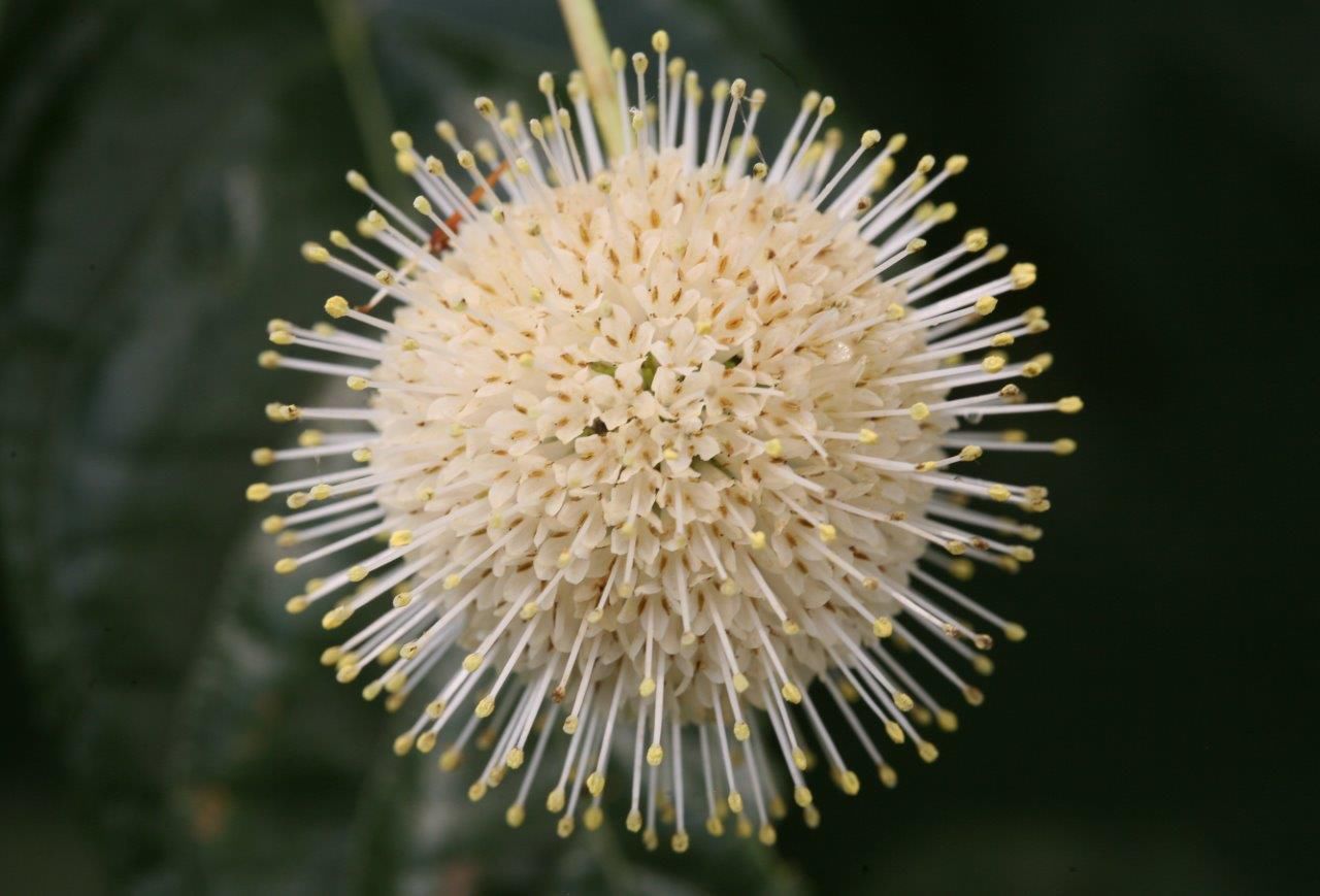 sugar_shack_cephalanthus-Proven Winners.jpg